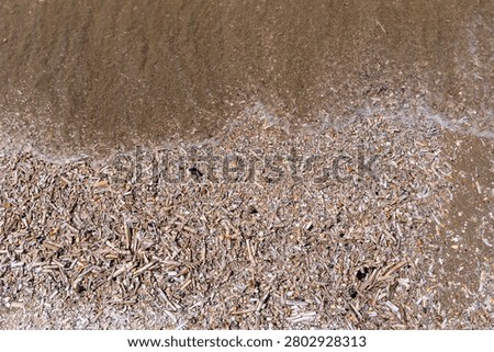 cluster of Atlantic jackknife clam shells and other bivalve shells washed up on the Dutch North Sea coast
