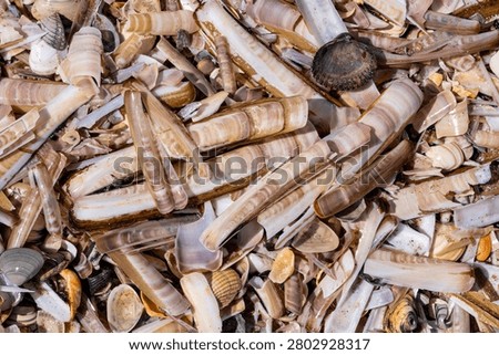 cluster of Atlantic jackknife clam shells and other bivalve shells washed up on the Dutch North Sea coast