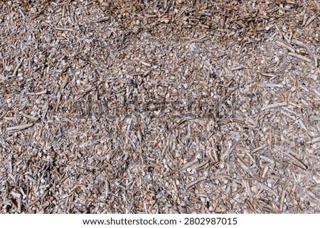 cluster of Atlantic jackknife clam shells and other bivalve shells washed up on the Dutch North Sea coast