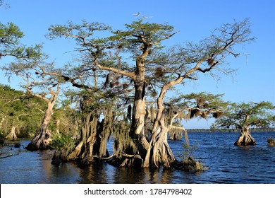 Cluster Bald Cypress Trees Standing Offshore Stock Photo 1784798402 ...