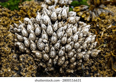 A cluster of barnacles attached to a rock, showcasing their unique conical shells and communal living in a marine environment.