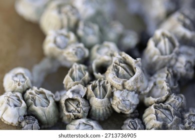 Cluster of barnacles in the low tide