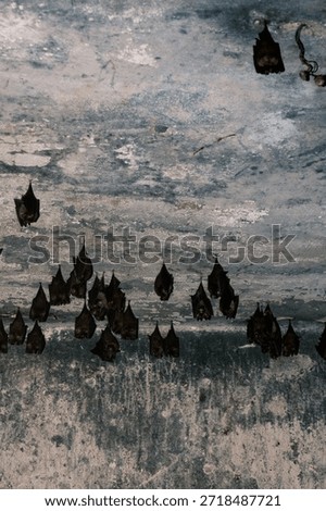 Cluster of bats hanging upside down on cave ceiling