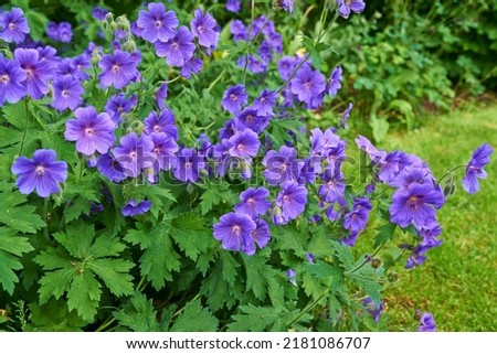 Cluster of beautiful purple blue flowers common name cranesbill of Geraniaceae family, growing in a meadow. Geranium Johnson Blue perennial blooms with blue petals in vibrant natural green garden