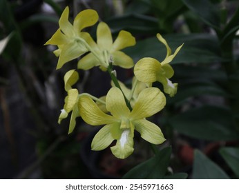 A cluster of beautiful yellow Dendrobium orchids with a contrast of deep purple at the center of each flower, taken with high angle view on 15 November 2024 in Riau, Indonesia