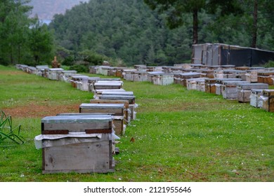 A cluster of beehives sit among trees. The wooden colorful boxes are painted bright colors. Wooden multi-colored beehives for bees. Vintage Beehives in various colors.