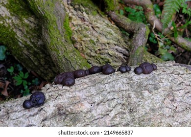 282 Coal fungus Images, Stock Photos & Vectors | Shutterstock