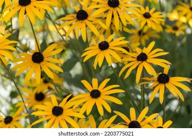 A cluster of black-eyed Susans growing near the pond