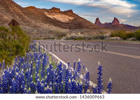 Cluster of blue bonnets along the scenic drive with mule ears capturing the sunset in the background