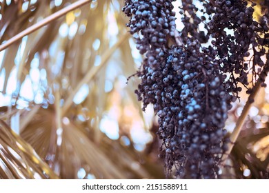 palm tree berry that looks like a grape