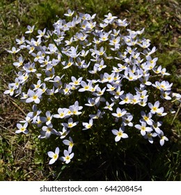 Cluster of Bluets