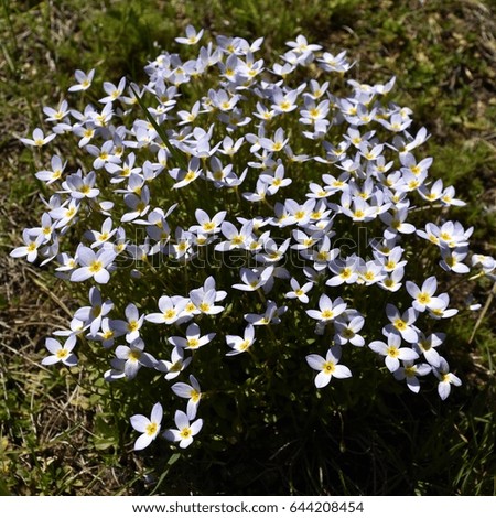 Cluster of Bluets