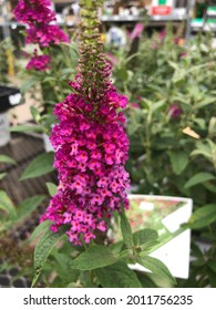 Cluster Of Bright Pink Butterfly Bush Flowers 