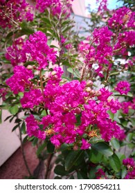 Cluster of bright pink flowers of crape myrtle (Lagerstroemia indica, commonly known also as  crepe myrtle, crêpe myrtle, crepeflower) in the street of French village. Bright pink summer flowers
