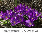 Cluster of bright purple crocuses Ruby Giant with yellow centers is captured up close, their petals gleaming under sunlight