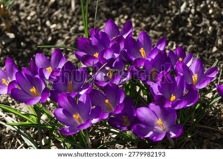 Cluster of bright purple crocuses Ruby Giant with yellow centers is captured up close, their petals gleaming under sunlight