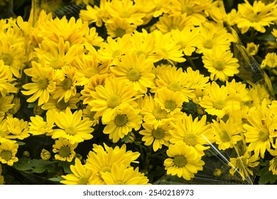 A cluster of bright yellow daisies in full bloom, showcasing nature's vibrant beauty. - Powered by Shutterstock