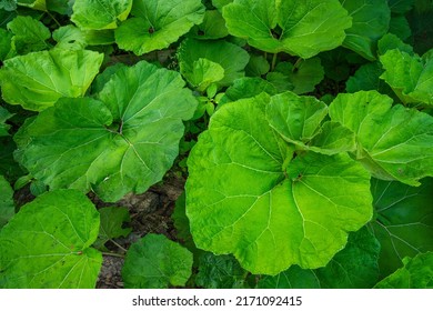 Cluster of butterbur plant with its heart-shaped or kidney-shaped leaves. Riverside plant. Pro-health plant