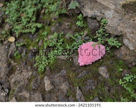 a cluster of channeled applesnail’s eggs laid on a rocky surface covered with moss and small green plants. The eggs are pink and have a distinct, honeycomb-like structure.