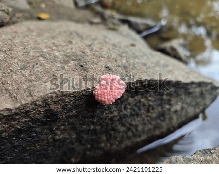 a cluster of channeled applesnail’s eggs laid on a rocky surface covered with moss and small green plants. The eggs are pink and have a distinct, honeycomb-like structure.
