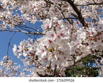 A Cluster of Cherry blossoms