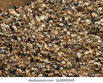 A cluster of clam shells, most likely a type of clam.