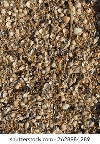 A cluster of clam shells, most likely a type of clam.