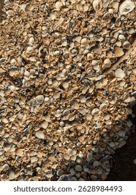 A cluster of clam shells, most likely a type of clam.
