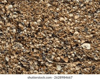 A cluster of clam shells, most likely a type of clam.