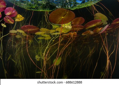 Lily Pads Underwater Images Stock Photos Vectors Shutterstock