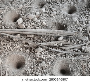 A cluster of conical pitfall traps built by antlion larvae in dry, sandy soil. These unique natural funnels are used by the insect to catch ants and other small prey. Perfect for biology, entomology, and wildlife educational content.