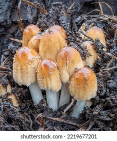 A cluster of Coprinellus micaceus fungi (Glistening Inkcaps) growing at the base of a rotting treestump - Cassilis, NSW, Australia