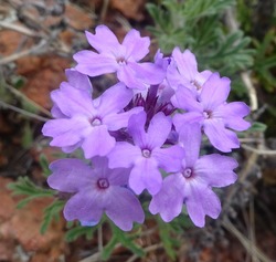 A Cluster Of Dakota Mock Vervain Flowers; Riparian Preserve In Gilbert Arizona
