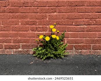 A cluster of dandelions with bright yellow flowers and long green leaves grew-up from a crack in black asphalt next to a red brick building. The spring week is a wildflower sprouting on a sidewalk. - Powered by Shutterstock