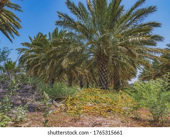 Cluster Of Dates On The Ground In A Plantation Of Date Palms Trees. During Harvesting On Summer Sunny Day Near Kibbutz Degania, Israel. Close Up Low Angle View.