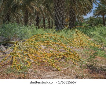 Cluster Of Dates On The Ground In A Plantation Of Date Palms Trees. During Harvesting On Summer Sunny Day Near Kibbutz Degania, Israel. Close Up Low Angle View.