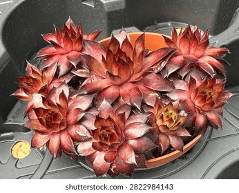 Cluster of deep red rosette succulent plants (Sempervivum Bronco)