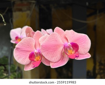 A cluster of delicate pink orchids in full bloom against a blurred background. - Powered by Shutterstock