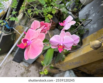 A cluster of delicate pink orchids in full bloom against a blurred background. - Powered by Shutterstock