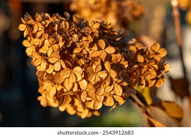 A cluster of dried hydrangea flowers showcases their golden-brown hue, illuminated by the warm afternoon light in a peaceful garden during late fall. - Powered by Shutterstock