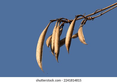 A cluster of dry seedpods of a trumpet vine (Campsis radicans) in December