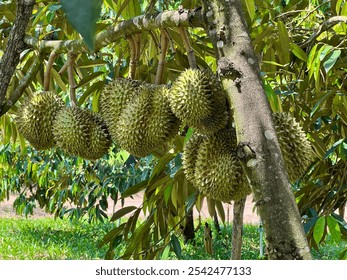 Cluster of Durians Growing on Tree Branch in Orchard - Powered by Shutterstock