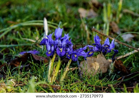 A cluster of dwarf irises, likely Iris reticulata, which are among the first bulbs to flower in late winter and early spring. 
