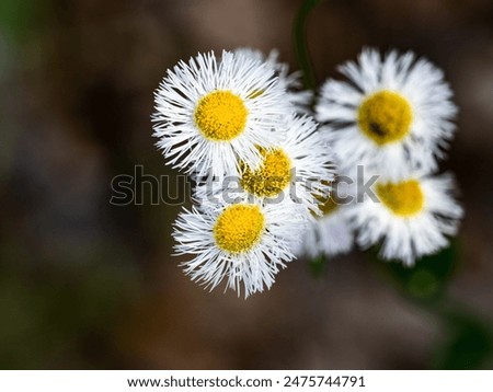 A cluster of eastern daisy fleabane, erigeron annuus, bloom in a patch of wildflowers in a forest near Yokohama, Japan.