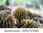 Cluster of Echinopsis Oxygona (Green Cactus, Eyries Cactus, Easter Lily Cactus or Sea-Urchin Cactus) of the Cactaceae family.