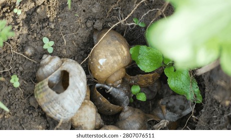 A cluster of empty, broken brown snail shells resting in dry garden dirt surrounded by small green sprouts.