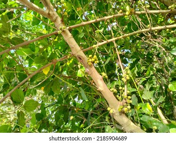 Cluster Fig Fruit In The Big Tree