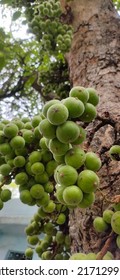 Cluster Fig Fruits Growing On Trees 