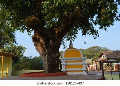 Cluster fig or indian gular tree in Lord Datta (Dattatreya) temple in Amboli, Kolhapur, Maharashtra, India - 25 December 2015