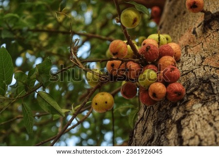 cluster fig tree with its fruit